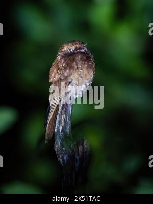 Ein Rufous Potoo (Nyctibius bracteatus), der auf einem Baumstumpf thront. Amazonas, Brasilien. Stockfoto