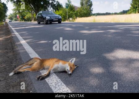 Ein toter Fuchs am Straßenrand Stockfoto