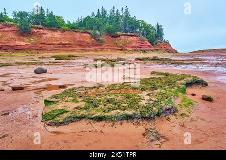 Algengestein auf dem Boden der Bay of Fundy bei Low Tide. Die Bay of Fundy hat die höchsten Gezeiten der Welt. Stockfoto