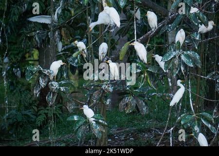 Einige Reiher im Garcero im Eco Hotel Cosmogenesis in Villavicencio. Stockfoto