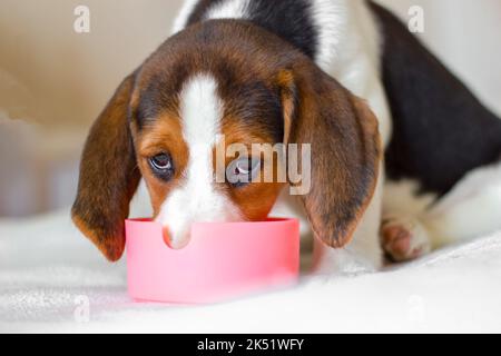 Beagle Hund Welpe isst Nahrung aus Schüssel. Der Blick richtet sich auf die Kamera. Der Blick richtet sich auf die KameraNahaufnahme Stockfoto