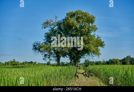 Ein Mountainbike in einer wunderschönen grünen Landschaft. Stockfoto