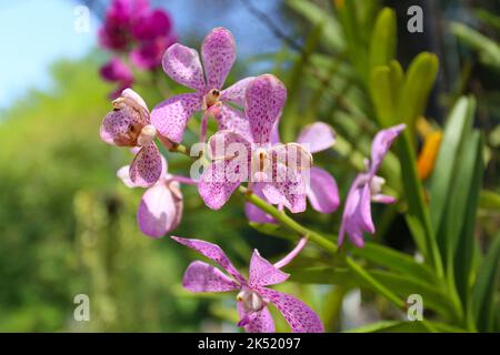 Rosa Orchidee blüht im Hinterhof, Fokus auf die Blume der Orchidee. Stockfoto