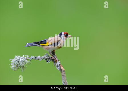 Goldfinch, Carduelis carduelis, thront auf einem mit Flechten bedeckten Zweig Stockfoto