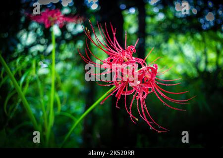 Eine rote Spinnenlilie mit Wassertau im Ikuta Ryokuchi Park, Japan Stockfoto