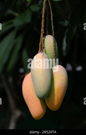 Mahachanok Mango am Baum im Obstgarten, unreife Mango am Baum in Obstgärten in Thailand. Stockfoto