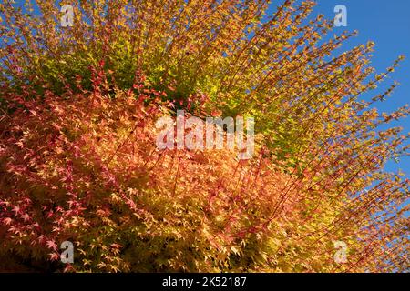 Herbstfarben eines acer-Baumes Stockfoto