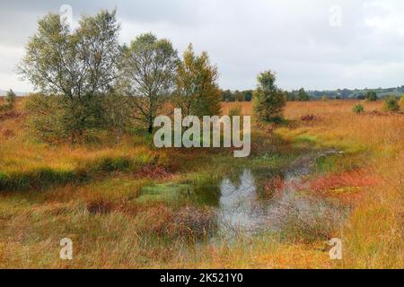 Ein Pool auf der Oberfläche von Cors Caron, Tregaron, Ceredigion, Wales, Großbritannien Stockfoto