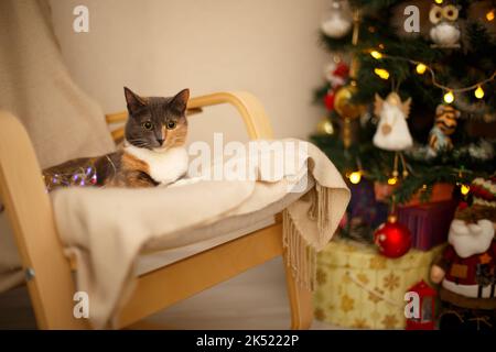 Schöne dreifarbige Katze mit großen runden Augen liegt auf einem Stuhl. Im Hintergrund ist ein geschmückter Weihnachtsbaum, Girlanden und Geschenke. Neujahr und Christus Stockfoto