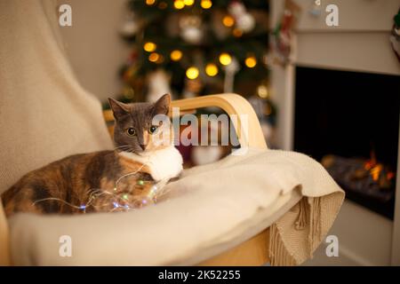 Schöne dreifarbige Katze mit großen runden Augen liegt auf einem Stuhl. Im Hintergrund ist ein geschmückter Weihnachtsbaum, Girlanden und ein brennender Kamin. Neu Ja Stockfoto