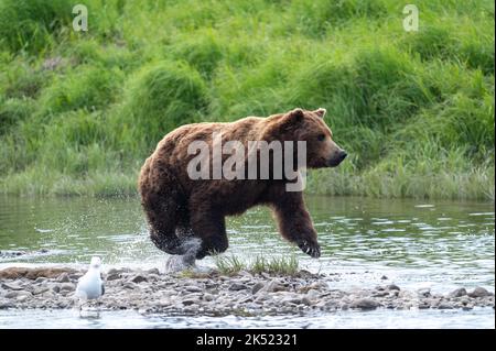 Alaskan Braunbär lunging in einem Versuch, Lachs am Mikfik Creek in McNeil River State Game Sanctuary und Refuge zu fangen Stockfoto