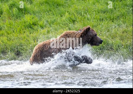 Alaskan Braunbär lunging in einem Versuch, Lachs am Mikfik Creek in McNeil River State Game Sanctuary und Refuge zu fangen Stockfoto