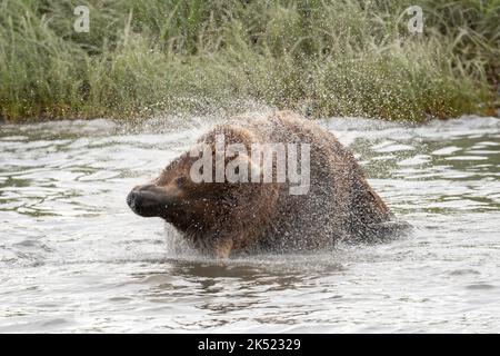 Alaskan-Braunbär wackelt beim Stehen in Mikfik Creek am McNeil River ab Stockfoto