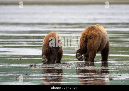 Ein alaskischer Braunbär sät und Junge, der durch Schlammebenen geht. Stockfoto