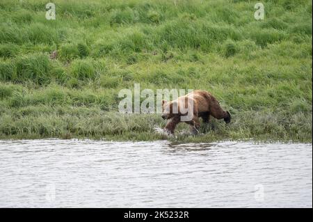 Alaskan Braunbär lunging in einem Versuch, Lachs am Mikfik Creek in McNeil River State Game Sanctuary und Refuge zu fangen Stockfoto