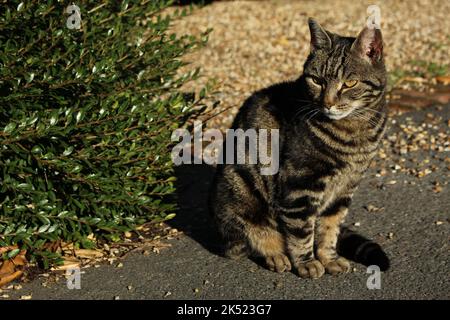 Hauskatze sitzt neben einem grünen Busch am Straßenrand mit Kies dahinter. Katze wartet auf Besitzer an einem sonnigen Tag. Draußen Katze entspannen Stockfoto