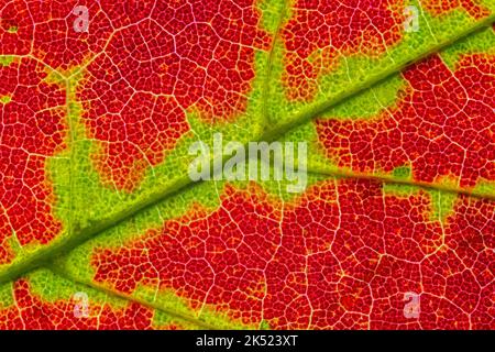 Abstrakte Textur eines Herbstblattes, Nahaufnahme von Blatttexturen Stockfoto