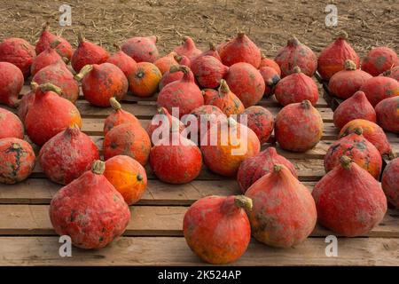 Eine Ausstellung von Hokkaido-Kürbissen, auch Red kuri Squash genannt, Anfang Oktober in einem Kürbisfeld im Nordosten Italiens Stockfoto