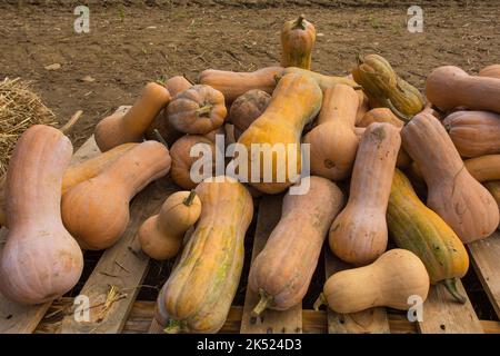 Eine Anfang Oktober-Ausstellung von rogosa violina Squashes auf einem Kürbisfarm in Italien. AKA rugosa violina gioia, faltige Butternut, gandiotti Kürbis Stockfoto
