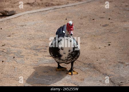 Rot gesichtige Gänsestützen um sein Gehege herum Stockfoto