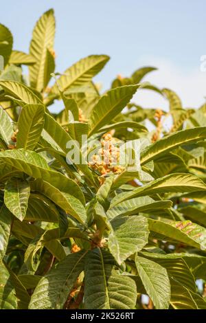 Loquat, beginnt zu blühen, Eriobotrya japonica Stockfoto