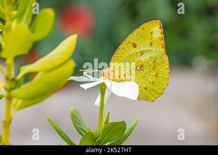 Ein ausgewanderter Schmetterling, der auf einer weißen Blume ruht Stockfoto