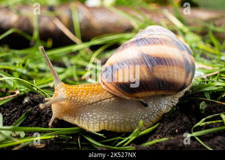 Helix pomatia Schnecke kriecht gemächlich auf dem Gras. Stockfoto