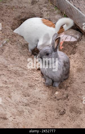 Heimisches graues Kaninchen mit einem Jack Russell Terrier Hund, der ein Loch gräbt, Kapstadt, Südafrika Stockfoto