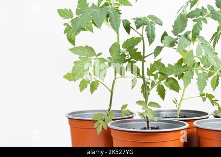 Tomaten aus Samen anbauen, Schritt für Schritt. Schritt 10 - Sämlinge wachsen in Töpfen Stockfoto