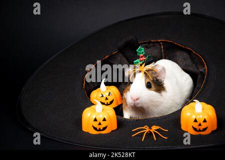 Ein Meerschweinchen sitzt in einem Hut und bereitet sich auf Halloween vor. Stockfoto