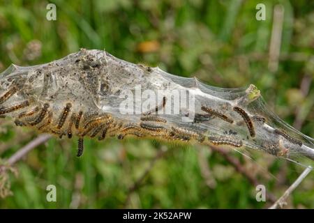 Braunkoilmotten (Euproctis chrysorrhoe) Raupen auf und innerhalb ihres seidenen Webzeltes auf einem Bramble-Stamm auf Küstenbuschland, Keyhaven und Lymigt Stockfoto