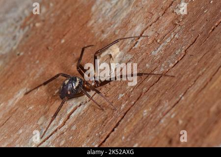 Falsche schwarze Witwe oder Schrankspinne (Steatoda grosa) Weibchen auf gelagertem Brennholz in einem Gartenschuppen, Wiltshire, Großbritannien, Februar. Stockfoto