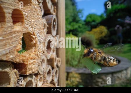 Holzschnitzerei-Biene (Megachile ligniseca) Weibchen, die mit einem Blatt fliegt, um ihr Nest in einem gebohrten Loch in einem Insektenhotel, Wiltshire, Großbritannien, zu versiegeln, Juli Stockfoto