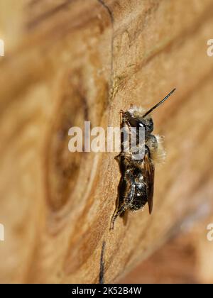 Orangefarbene Maurerbiene (Osmia leaiana), Männchen, das ein Insektenhotel auf der Suche nach Weibchen besucht, Wiltshire Garden, Großbritannien, Juli. Stockfoto