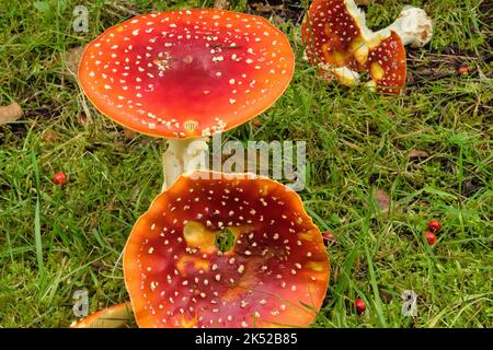 Fliegen Sie Agarpilze mit leuchtend roten und orangefarbenen Kappen mit weißen Markierungen, die in einem grünen grasbedeckten Bereich nahe an zwei zusammengefallenen Pilzen wachsen. Stockfoto