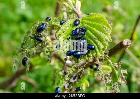 Agelastica alni Alder Leaf Beetle Alder Beetle auf beschädigtem Buchenblatt selektiver Fokus Stockfoto