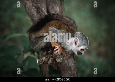 Eine schöne Aufnahme eines Eichhörnchen Affen in Costa Rica Stockfoto