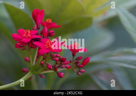 Scharlachrote Blüten vor einem verträumten Hintergrund aus grünen Blättern in einem Sommergarten. Stockfoto