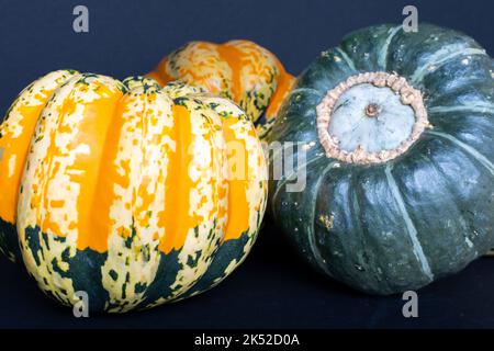 Eine Herbsternte mit farbenfrohem und dekorativem Winterkürbis. Stockfoto