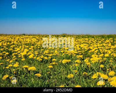 Gelber Löwenzahn auf der Wiese und klarer blauer Himmel - selektiver Fokus Stockfoto