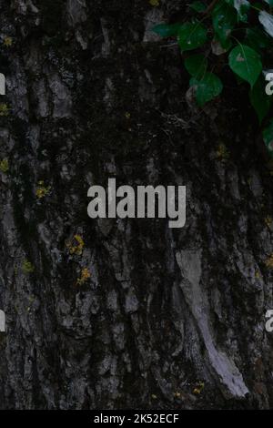 Querschnitt eines sehr alten Baumes mit unzähligen altersdemonstrativen großen kreisförmigen Holzquerschnitt mit konzentrischer Ringstruktur Muster A Stockfoto