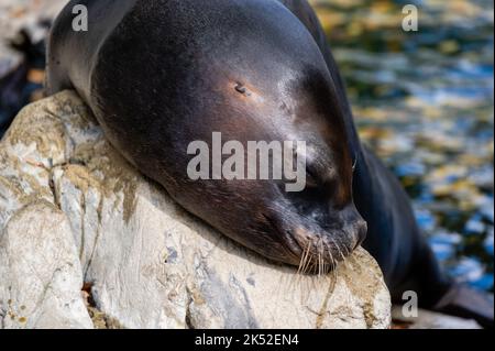 Nahaufnahme des großen südamerikanischen Seelöwen (Otaria flavescens), während er auf dem Boden schläft Stockfoto