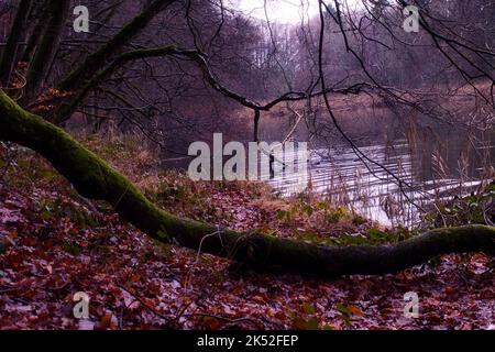 Gefallener Baum, der mit Moos und abgestorbenen Blättern bedeckt ist, und Bäume, die an einem Wintertag in einem Teich bei Schwarzweiher bei Enkenbach-Alsenborn über dem Wasser wachsen. Stockfoto