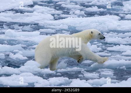 Eisbär (Ursus maritimus), der über Drift-Eis/Eisscholle im Arktischen Ozean entlang der Spitzbergen-Küste, Norwegen, läuft Stockfoto