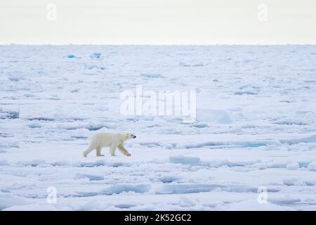 Einbeinige Eisbären (Ursus maritimus) jagen auf Packeis im Arktischen Ozean entlang der Spitzbergen-Küste, Norwegen Stockfoto