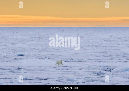 Einbeinige Eisbären (Ursus maritimus) jagen auf Packeis im Arktischen Ozean entlang der Spitzbergen-Küste, Norwegen Stockfoto