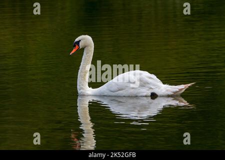 Spiegelung des stummen Schwans (Cygnus olor) Männchen, das im Wasser des Sees schwimmt, Marquenterre Park, Bucht der Somme, Frankreich Stockfoto
