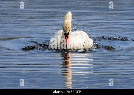 Im Spätsommer/Frühherbst schwimmt im See der territoriale Stumme Schwan (Cygnus olor) schnell vorwärts zur Kamera Stockfoto