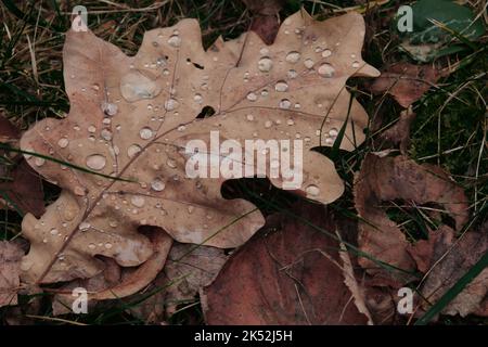 Herbstblätter und Eicheln auf dem Boden Hintergrund Komposition Muster Dolly Schuss Stockfoto