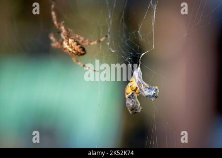 Europäische Gartenspinne mit Wespen im Netz (Araneus diadematus). Weibliche Spinne und ihre Beute Stockfoto